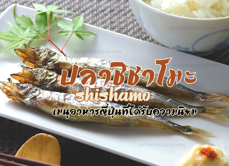 ปลาชิชาโมะ (Shishamo) ปลาญี่ปุ่นที่ชาวไทยนิยมนำมาทำเป็นปลาไข่