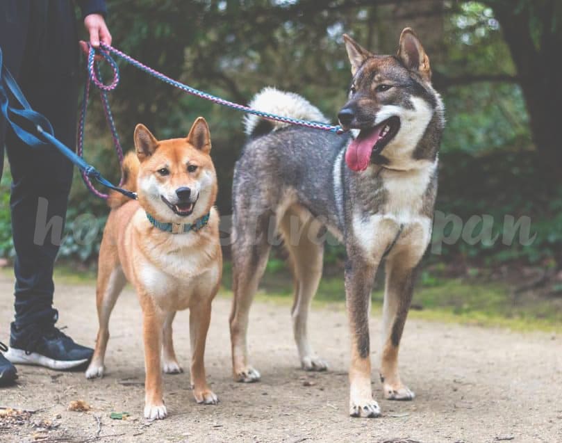 Shiba Inu and Shikoku Inu 809x637 - สุนัขสายพันธุ์ต่างๆที่นิยมในประเทศญี่ปุ่นและต่างชาติ