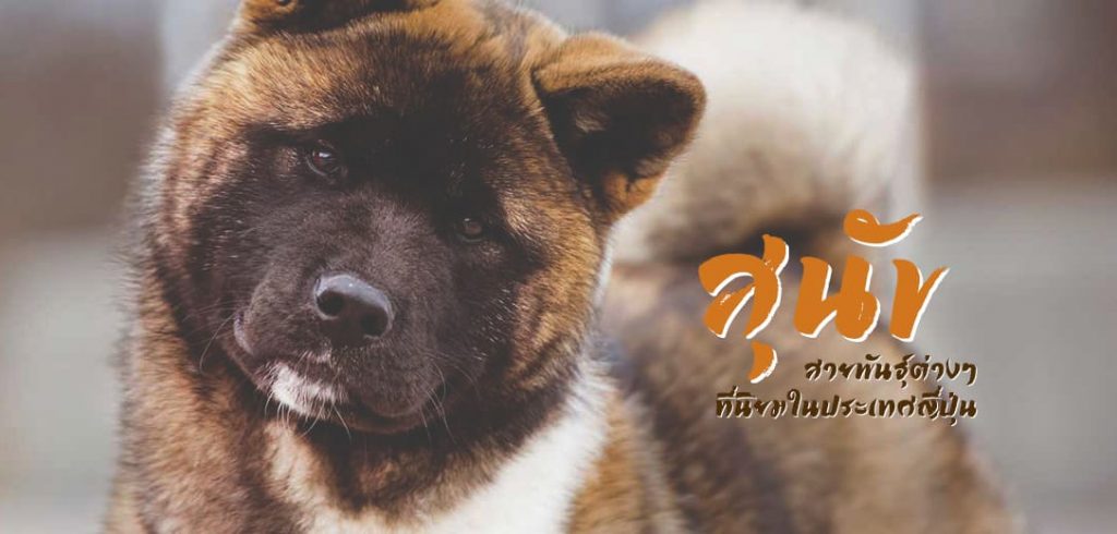 akita card small 1024x490 - สุนัขสายพันธุ์ต่างๆที่นิยมในประเทศญี่ปุ่นและต่างชาติ